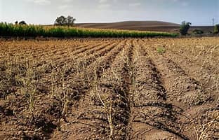 LOTE 2 - Rústica Campo de tierra secano, cereal, masía - Sita en Partida Cantallops - Les Coves de Vinromà (Castellón) - FR nº 6402 - Inscrita en el RP Albocasser-Morella